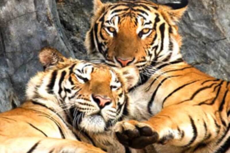 Twin Palms Resort Pattaya : Sriracha Tiger Zoo